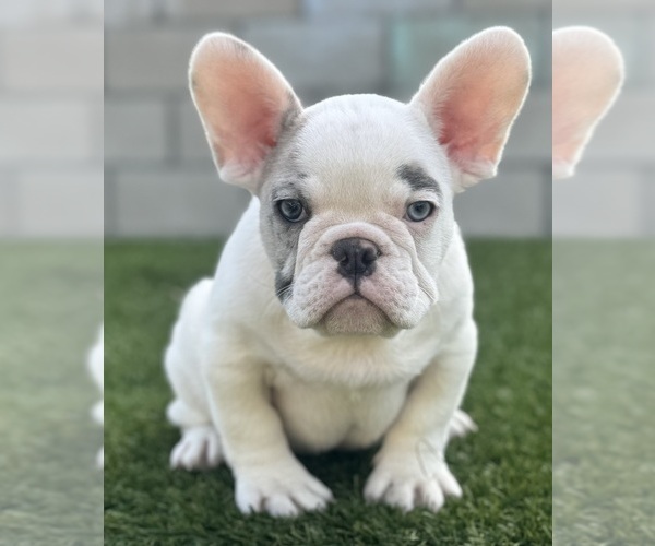 Medium Photo #14 French Bulldog Puppy For Sale in MILWAUKEE, WI, USA
