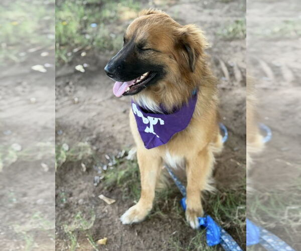 Medium Photo #5 Australian Shepherd-Chow Chow Mix Puppy For Sale in Euless, TX, USA