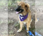 Small #4 Australian Shepherd-Chow Chow Mix