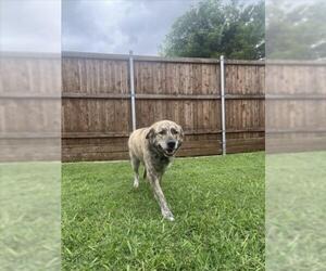 Dutch Shepherd -Unknown Mix Dogs for adoption in Plano, TX, USA