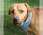 Small American Staffordshire Terrier Mix