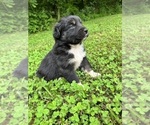 Small #2 Australian Shepherd