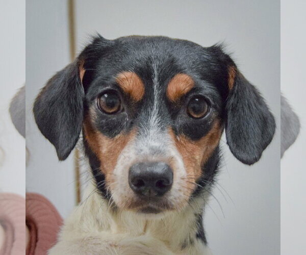 Medium Photo #1 Jackshund Puppy For Sale in Huntley, IL, USA