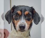 Small Jackshund