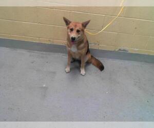 German Shepherd Dog-Unknown Mix Dogs for adoption in Tulsa, OK, USA