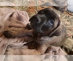 Small Photo #11 Cane Corso Puppy For Sale in MEDARYVILLE, IN, USA