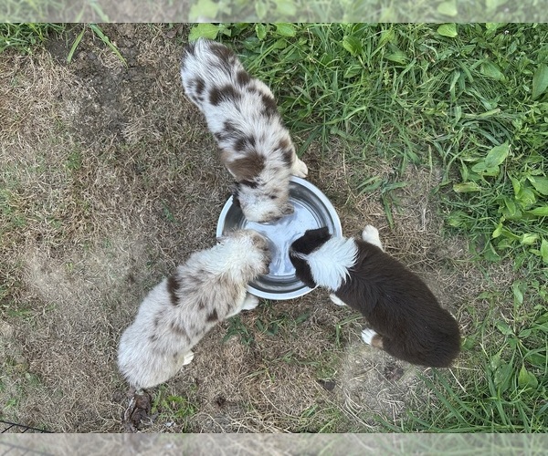 Medium Photo #29 Australian Shepherd Puppy For Sale in HYDEN, KY, USA