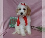 Small Photo #7 Goldendoodle (Miniature) Puppy For Sale in MILLERSBURG, OH, USA