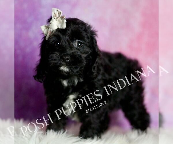 Medium Photo #4 Cavapoo (Miniature) Puppy For Sale in WARSAW, IN, USA