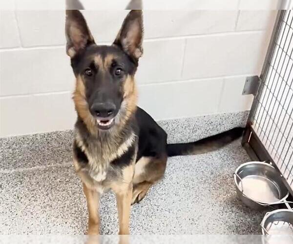 Medium Photo #3 German Shepherd Dog Puppy For Sale in Houston, TX, USA