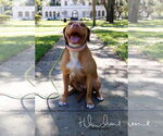 Small #6 American Staffordshire Terrier Mix