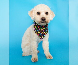 Poodle (Miniature)-Unknown Mix Dogs for adoption in Phoenix, AZ, USA