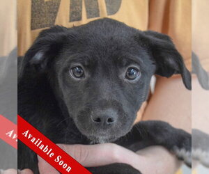 Border Collie-Unknown Mix Dogs for adoption in Huntley, IL, USA