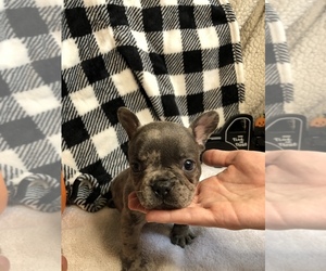 French Bulldog Puppy for Sale in TRACYS LANDING, Maryland USA