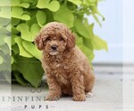Small #3 Poodle (Miniature)