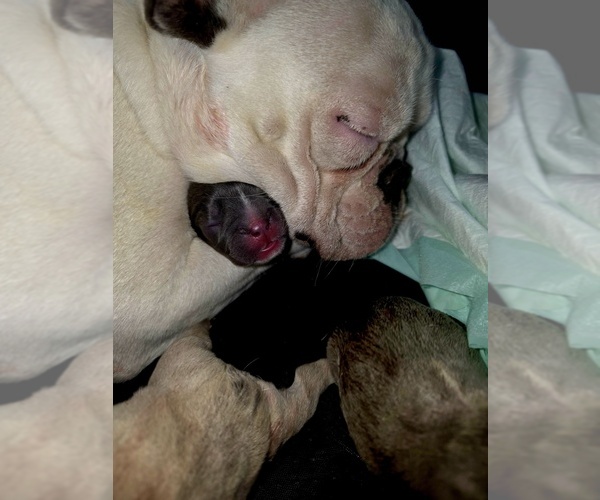 Medium Photo #26 French Bulldog Puppy For Sale in BLANCA, CO, USA