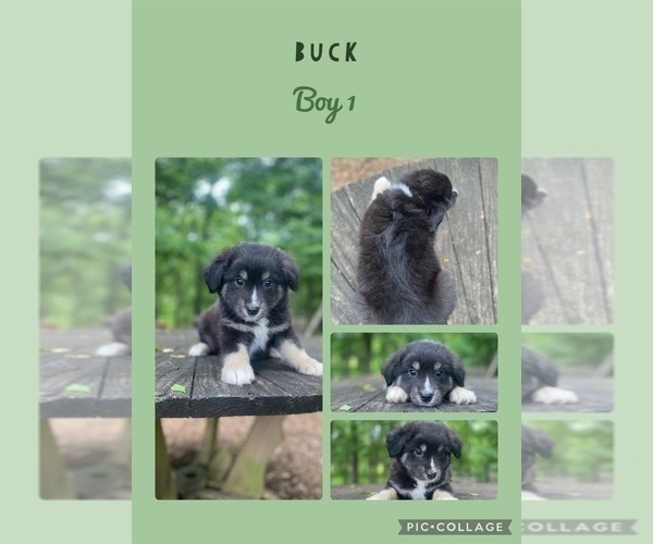 Medium Photo #3 Miniature Australian Shepherd Puppy For Sale in BLMGTN, IN, USA