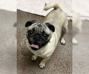Medium Pug