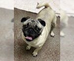 Small Pug