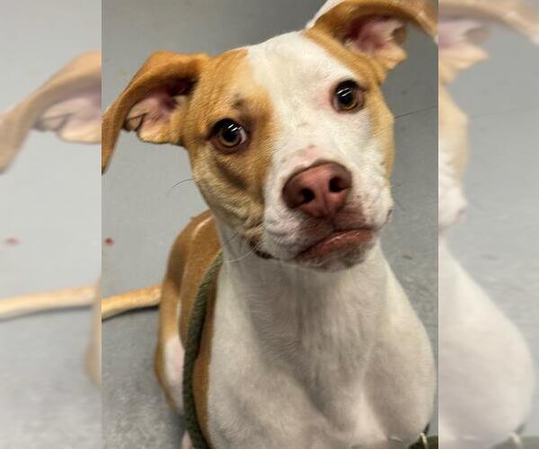 Medium Photo #1 Mutt Puppy For Sale in Peoria, IL, USA