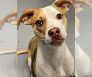 Mutt Dogs for adoption in Peoria, IL, USA