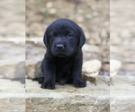 Small #2 Labrador Retriever