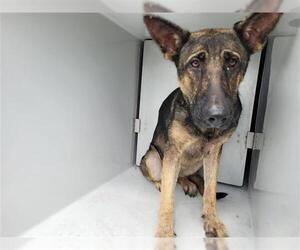 German Shepherd Dog Dogs for adoption in Houston, TX, USA