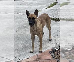 German Shepherd Dog Dogs for adoption in Palmetto, FL, USA