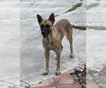 Small German Shepherd Dog