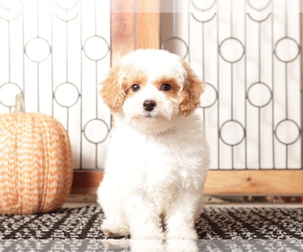 Medium Photo #3 Poodle (Toy) Puppy For Sale in NAPLES, FL, USA