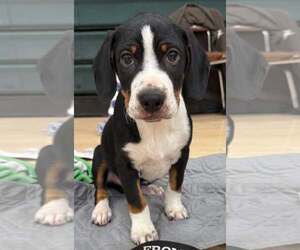 Mutt Dogs for adoption in Mechanicsburg, PA, USA