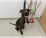 MURDOCK - Male Mutt Dog for Adoption - Small photo