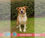 BRENDIE - Female Labrador Retriever-Unknown Mix Dog for Adoption - Small photo