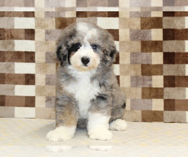 Medium Photo #3 Bernedoodle (Miniature) Puppy For Sale in DENVER, PA, USA