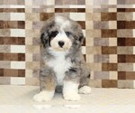 Small #2 Bernedoodle (Miniature)