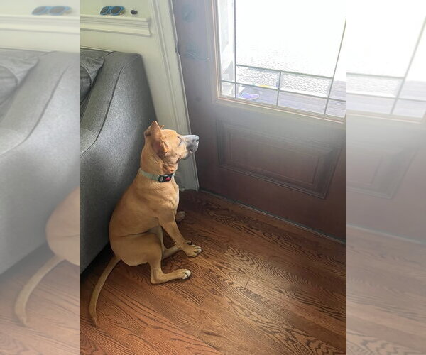 Medium Photo #6 Boxer-Unknown Mix Puppy For Sale in Woodbury, NY, USA