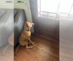 Small #5 Boxer Mix
