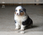 Small #3 Australian Shepherd