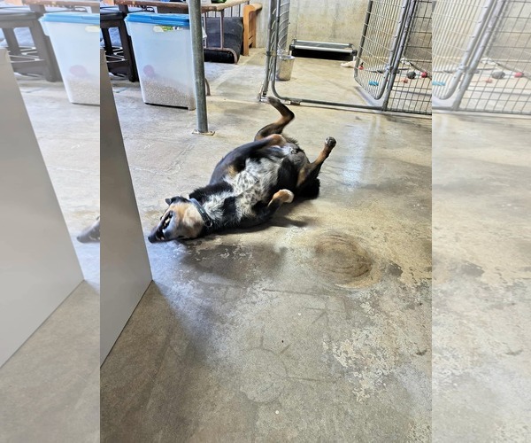 Medium Photo #7 Australian Shepherd-Rottweiler Mix Puppy For Sale in Stover, MO, USA