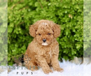 Goldendoodle (Miniature) Puppy for sale in BIRD IN HAND, PA, USA