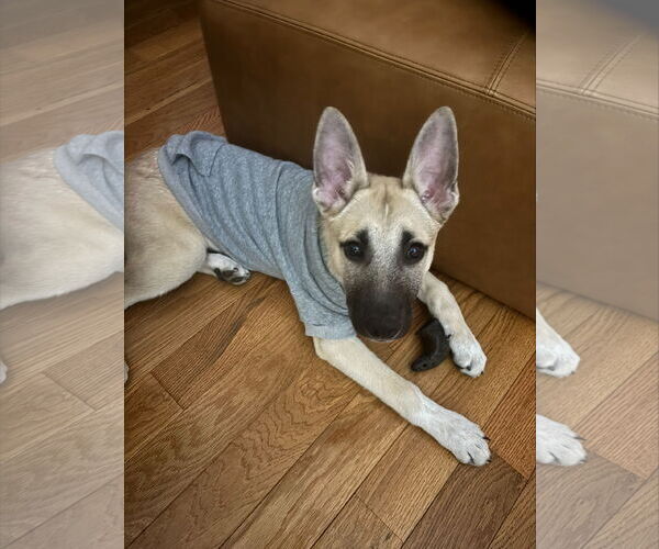 Medium Photo #2 Mutt Puppy For Sale in Holly Springs, NC, USA