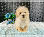 Puppy Kaden Poochon