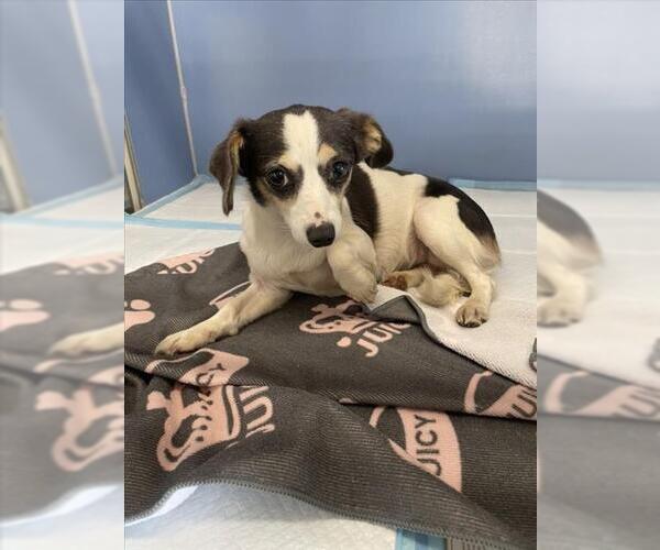 Medium Photo #1 Chihuahua Puppy For Sale in San Bernardino, CA, USA