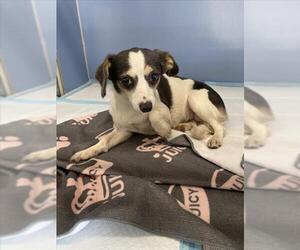 Chihuahua Dogs for adoption in San Bernardino, CA, USA