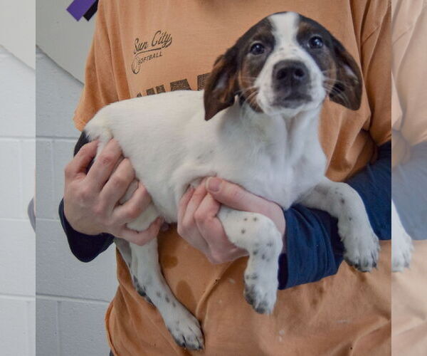 Medium Photo #2 Jack-A-Bee Puppy For Sale in Huntley, IL, USA