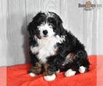Small Photo #6 Miniature Bernedoodle Puppy For Sale in MILLERSBURG, OH, USA
