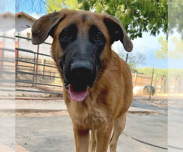 Medium Photo #1 German Shepherd Dog-Unknown Mix Puppy For Sale in Cottonwood, AZ, USA