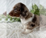 Small #11 Dachshund