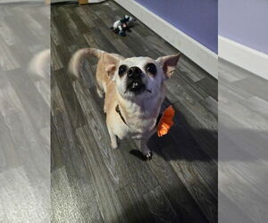 Chihuahua-Unknown Mix Dogs for adoption in Aurora, IN, USA