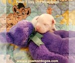 Small Photo #17 Dogo Argentino Puppy For Sale in JANE, MO, USA